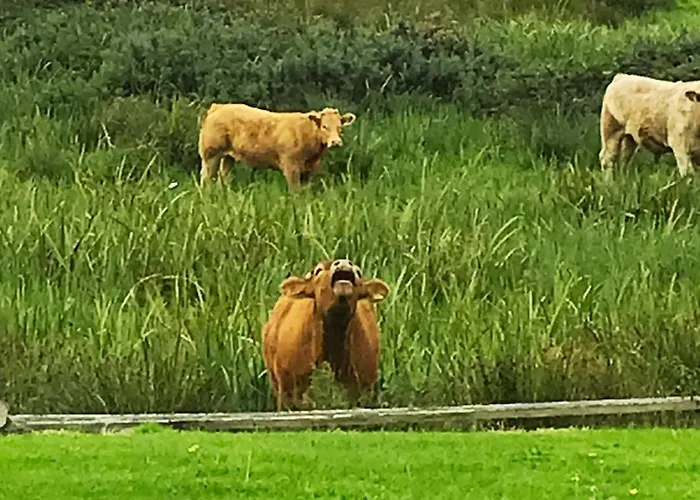 Cliff View דירה *